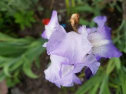Zwerg Iris Zwerg Iris