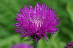 Flockenblume Flockenblume