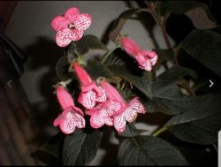 Kohleria Queen Olympus - 1 Rhizom Kohleria Queen Olympus - 1 Rhizom