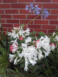 2 Schmucklilien weiß niedrig bleibend 2 Schmucklilien weiß niedrig bleibend
