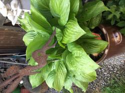 Hosta Hosta