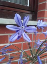 winterharte Schmucklilien-blau winterharte Schmucklilien-blau