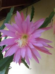 Rosa- gefüllt blühender Blattkaktus Pink Plumes Rosa- gefüllt blühender Blattkaktus Pink Plumes