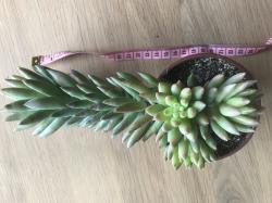 Sedum Herreianum - Rarität - Sukkulente Sedum Herreianum - Rarität - Sukkulente