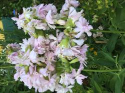 Seifenblume gefüllt Seifenblume gefüllt