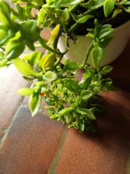 Herzblattsalat+Zugabe 2 Schmucklilien Herzblattsalat+Zugabe 2 Schmucklilien