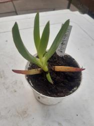 Hottentottenfeige-eßbare Mittagsblume Hottentottenfeige-eßbare Mittagsblume