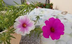 Portulakröschen Portulakröschen