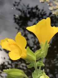 Gaucklerblume Gaucklerblume