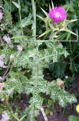 Mariendistel Mariendistel