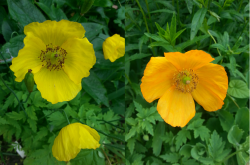 Wald-Scheinmohn (Saatgut) Wald-Scheinmohn (Saatgut)