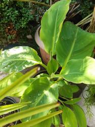 Lotus Banane-Musella große gelbe Blütenpracht Lotus Banane-Musella große gelbe Blütenpracht