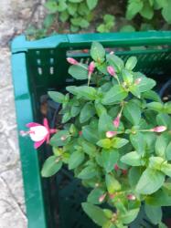 winterharte Fuchsie mit vielen Blütenknospen winterharte Fuchsie mit vielen Blütenknospen