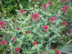 Spornblume rot Spornblume rot