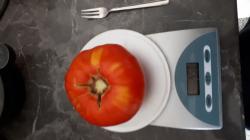 RAF Tomate RAF Tomate