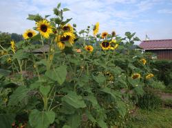 Sonnenblumen Sonnenblumen
