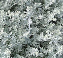 Silberwermut; Gabelblatt Silberwermut; Gabelblatt