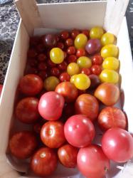 Tomaten-Tigerella-Black Cherry-Roter Russe- Andenhorn Tomaten-Tigerella-Black Cherry-Roter Russe- Andenhorn