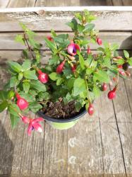 winterharte Fuchsie-Tom Thumb winterharte Fuchsie-Tom Thumb