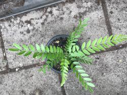 Lederhülsenbaum Lederhülsenbaum