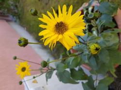 Stauden Sonnenblume Stauden Sonnenblume