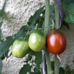 versch. Tomaten; kleine Mohren, Feuerwerk, Elephant Ear versch. Tomaten; kleine Mohren, Feuerwerk, Elephant Ear