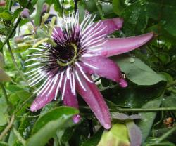 Passionsblume Passionsblume