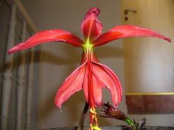 jacobslilie, sprekelia formosissima jacobslilie, sprekelia formosissima