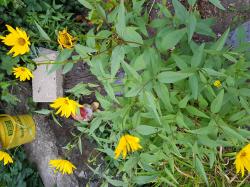 Kleinkopfige Sonnenblume Kleinkopfige Sonnenblume