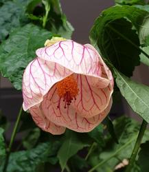 Schönmalve Abutilon Schönmalve Abutilon