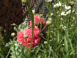 Gefüllter Päonienmohn, rosa gefranst Gefüllter Päonienmohn, rosa gefranst