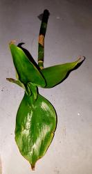 Tradescantia zanonia Tradescantia zanonia