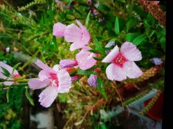 Atlasblume,Großblütige Atlasblume,Großblütige