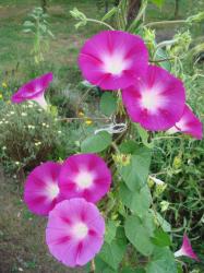 Prunkwinde pink Samen - einjährig Prunkwinde pink Samen - einjährig