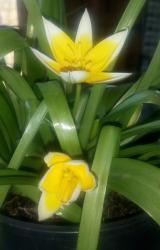 Tulpe Tarda? Tulpe Tarda?