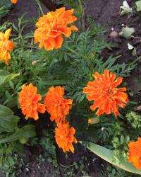 2x Studentenblumen Samen 2x Studentenblumen Samen