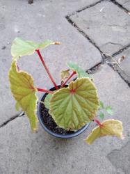 Begonia grandis Begonia grandis