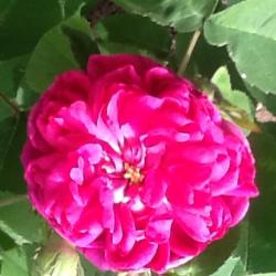 Steckhölzer der Rose de resht Steckhölzer der Rose de resht