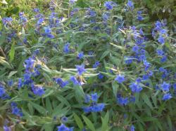 Purpurblauer Steinsame Purpurblauer Steinsame