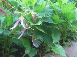 Großblütige Glockenblume Großblütige Glockenblume