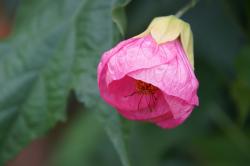 Abutilon Hybrid - Schönmalve Abutilon Hybrid - Schönmalve