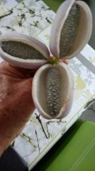 Schokoladenwein Schokoladenwein
