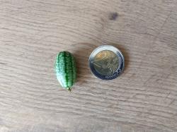 Mexikanische Minigurke Mexikanische Minigurke