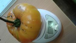 tomate malakhitovaya shkatulka tomate malakhitovaya shkatulka