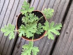 Rosenduftpelargonie Rosenduftpelargonie