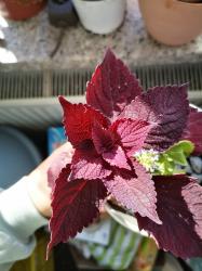 Buntnessel Oxblood Buntnessel Oxblood
