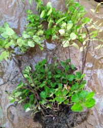 Oregano Oregano