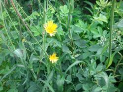 Wiesenbocksbart Wiesenbocksbart