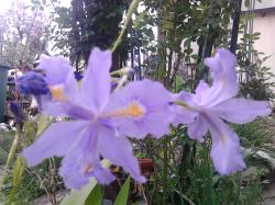 Bambus-Iris Bambus-Iris