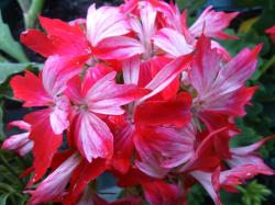 Pelargonie Stellargeranie Summer Twist Red/White - Pelargonie Stellargeranie Summer Twist Red/White -